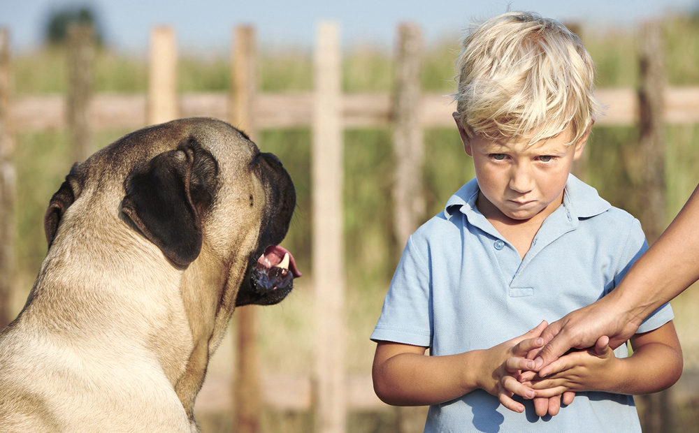 «Ребенок боится собак. Как помочь ему побороть это страх?»
