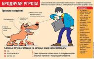«Правильное поведение человека при встрече с бродячими собаками»