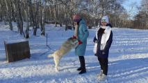 Катание на собачьих упряжках