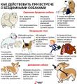 Памятка для родителей «Что рассказать ребенку о бродячих собаках?»