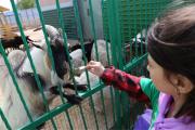 МБУ «Елизовский районный зоопарк» 