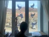 Ребята приняли участие во Всероссийской акции "Окна Победы"