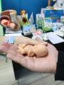 В честь Дня беременных на Камчатке прошёл бесплатный форум беременных